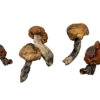 Psilocybin Mushroom In Canada, magic mushroom gummies in canada, psilocybin mushroom gummies, where to buy Cocaine in canada