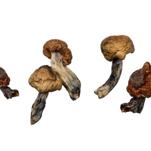 Psilocybin Mushroom In Canada, magic mushroom gummies in canada, psilocybin mushroom gummies, where to buy Cocaine in canada