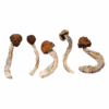 Buy Dried Magic Mushrooms