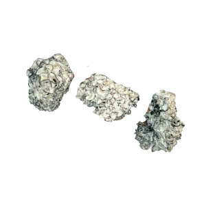 Chocolate Krinkle Brain Magic Mushroom