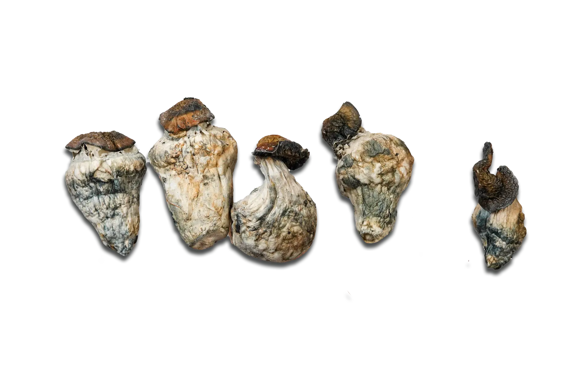 Dino Eggs Magic Mushrooms