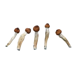 Magic Mushrooms Canada