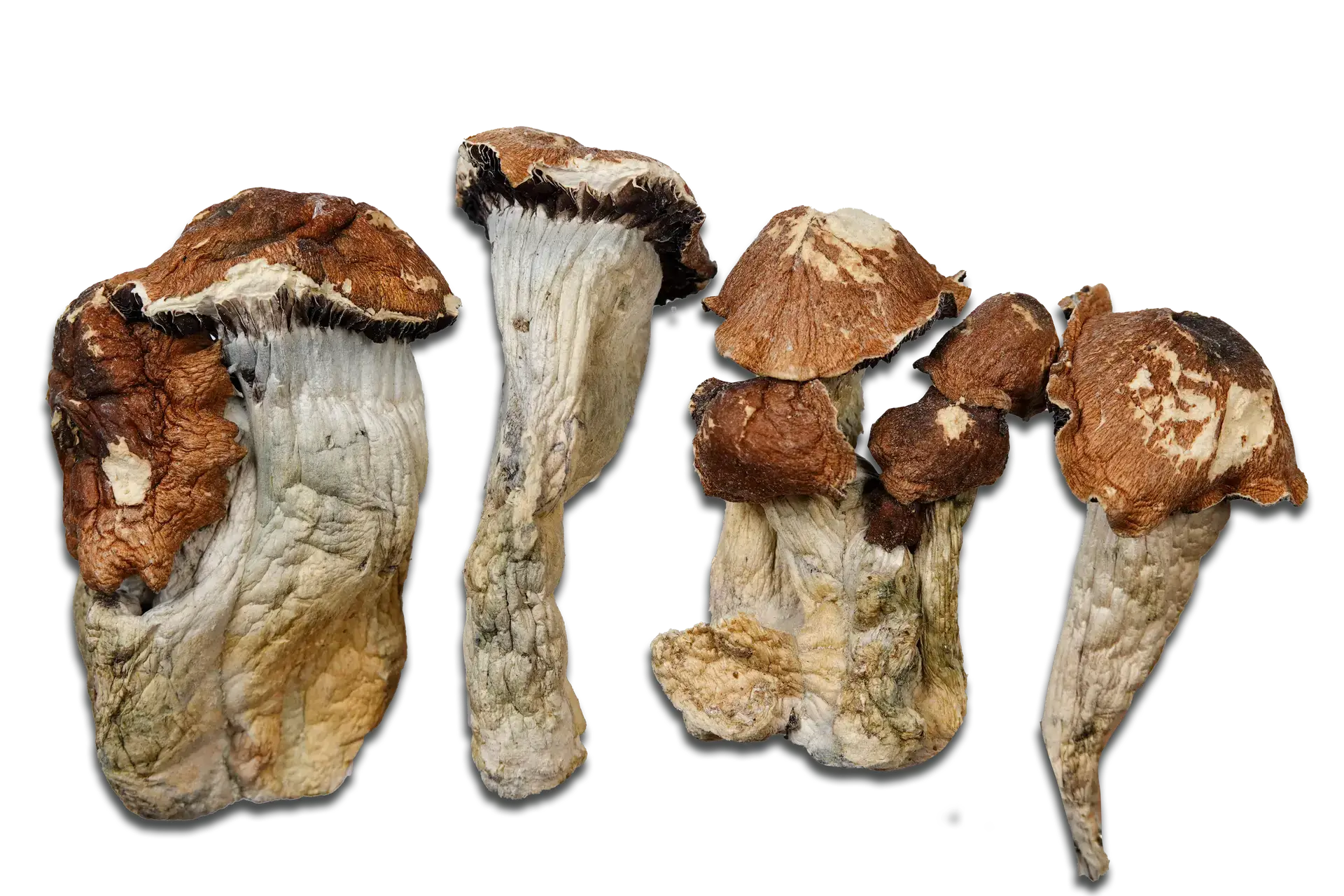 Magic Mushrooms El Choco