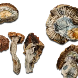 Gold Member Magic Mushrooms