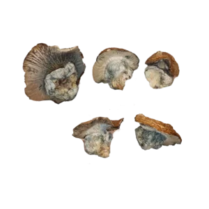 Buy Hillbilly Pumpkin Magic Mushrooms