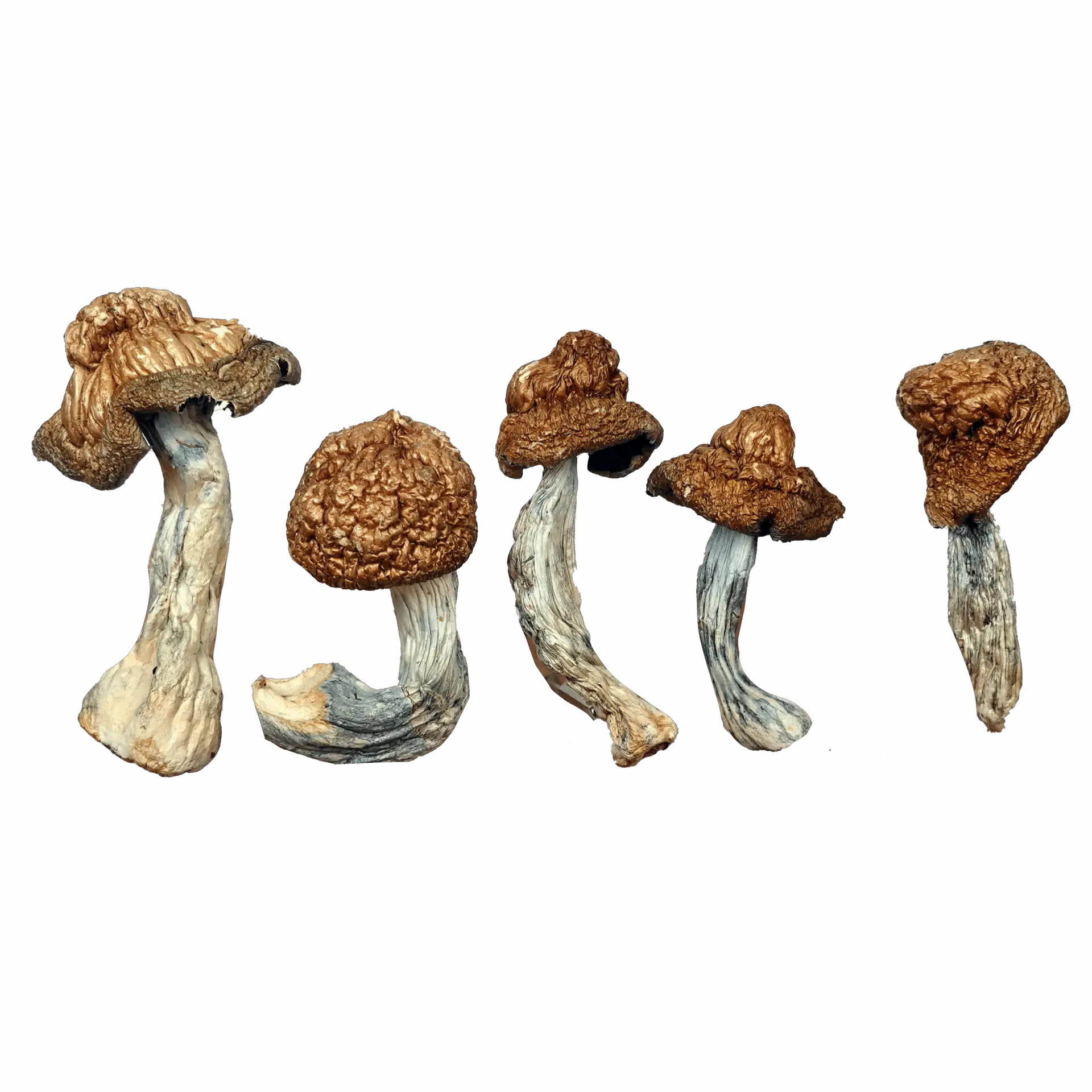 Magic Mushrooms M-100