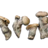 Buy Maria Scbina Magic Mushrooms