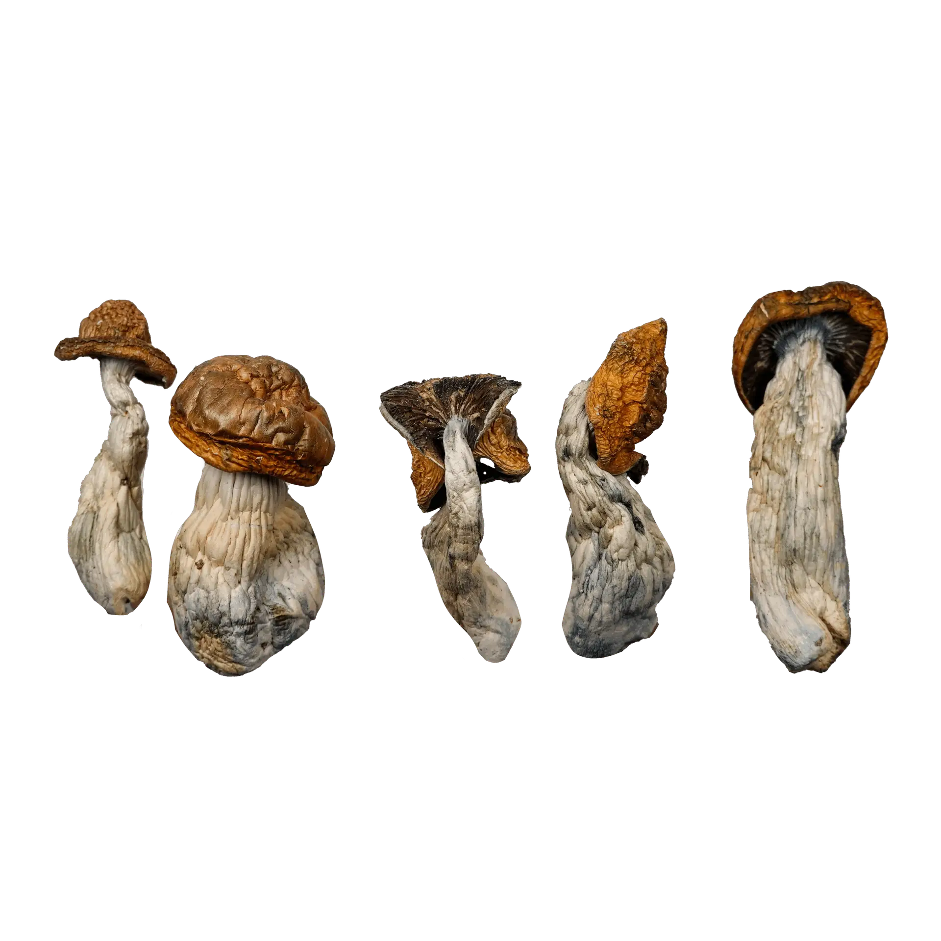 McKilla Gorilla Magic Mushrooms