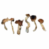 Magic Mushrooms Mexicana