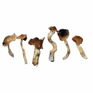 Magic Mushrooms Mexicana