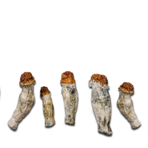 Buy Oak Ridge Magic Mushrooms