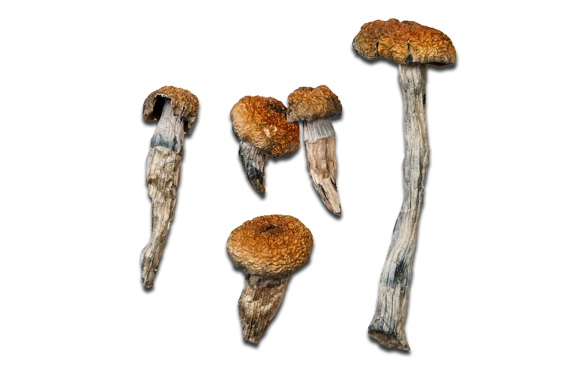 Magic Mushrooms Orissa India