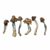 Peacock Magic Mushrooms