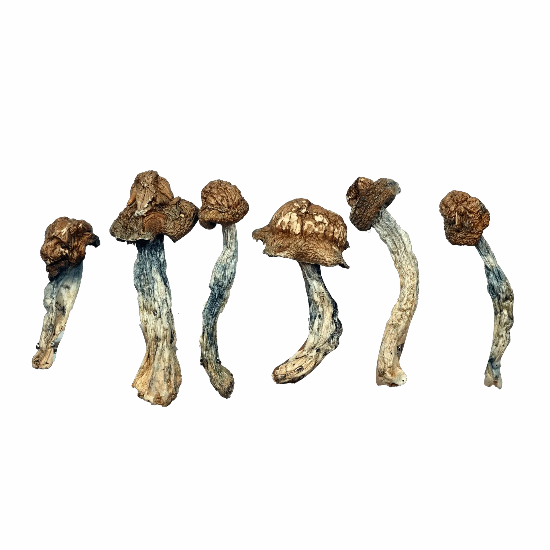 Peacock Magic Mushrooms