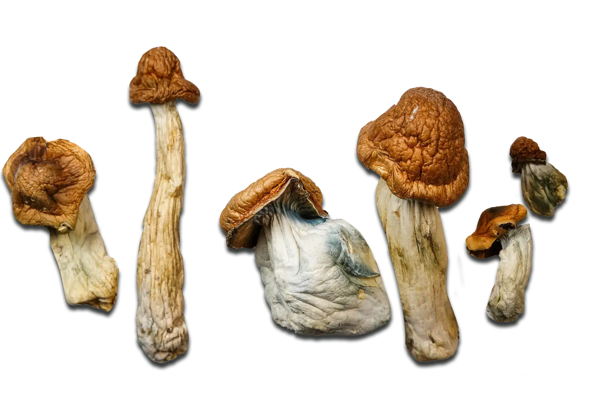 Buy P.E. Great Pumpkin