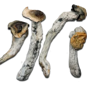 Poseidon’s Finger Magic Mushrooms