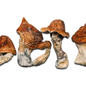 Buy Super Squat Juggernaut Magic Mushrooms