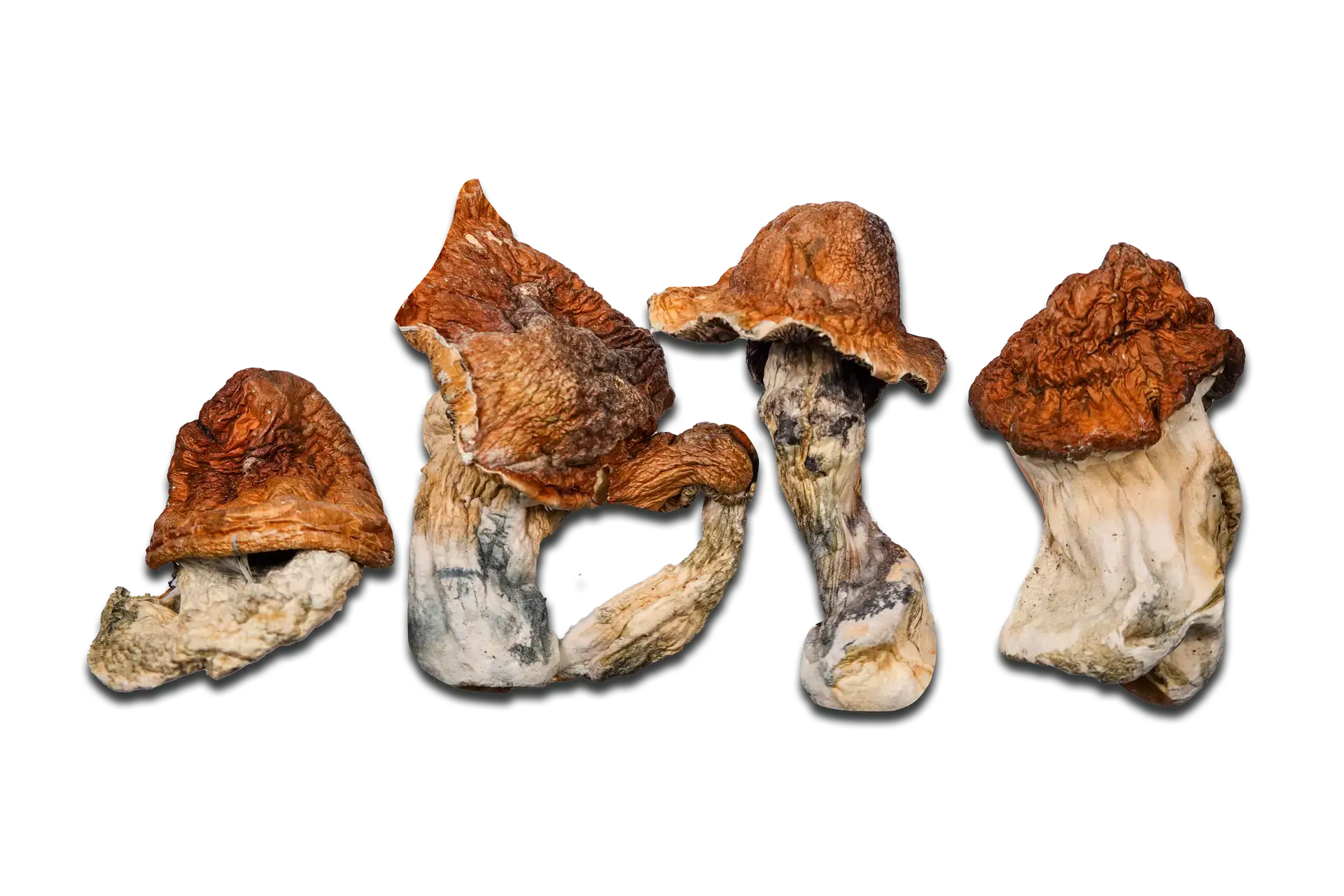 Buy Super Squat Juggernaut Magic Mushrooms