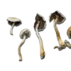 Super Strength Natalensis Magic Mushrooms