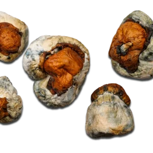 Magic Mushrooms Texas Yellow Cap