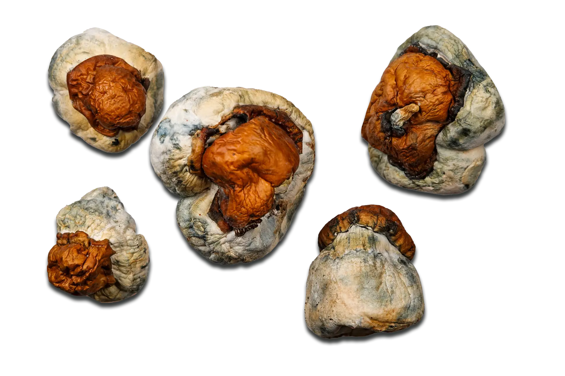 Magic Mushrooms Texas Yellow Cap