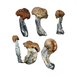 Tidal Wave Magic Mushrooms