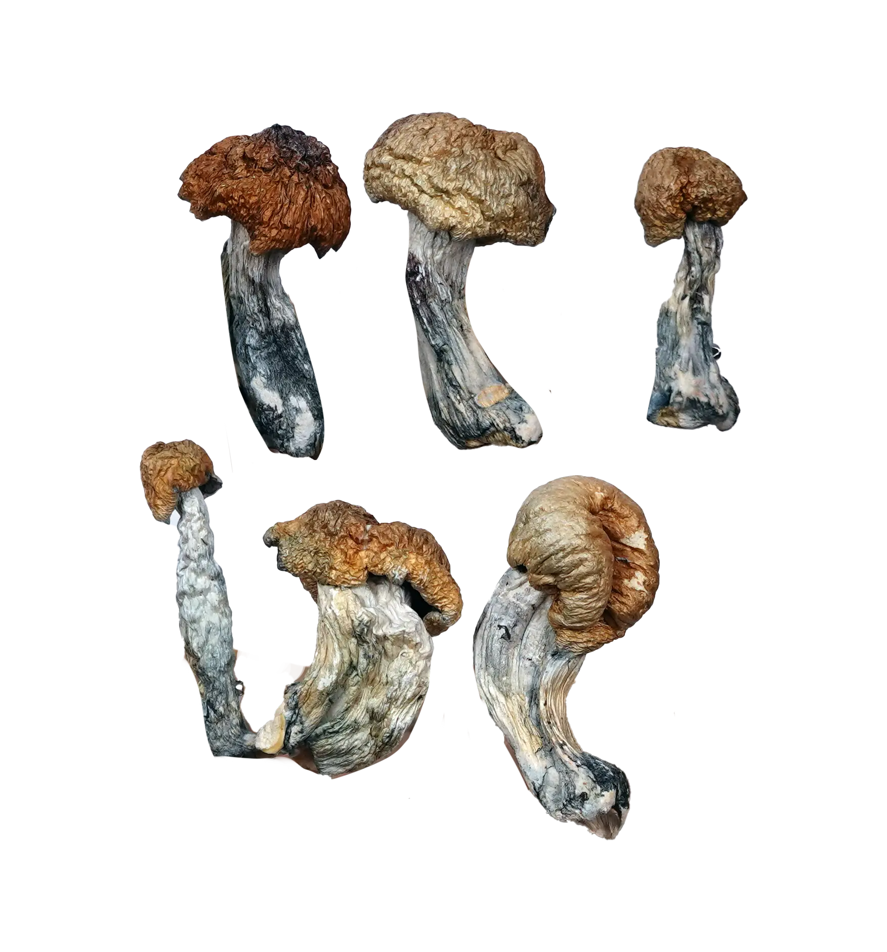 Tidal Wave Magic Mushrooms