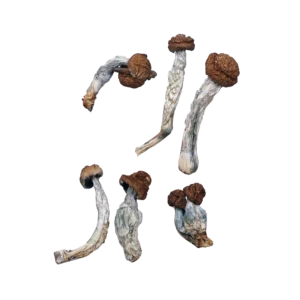 Trinity Magic Mushrooms, gummies in canada, psilocybin mushroom gummies, where to buy Cocaine in canada, magic mushroom in canada online