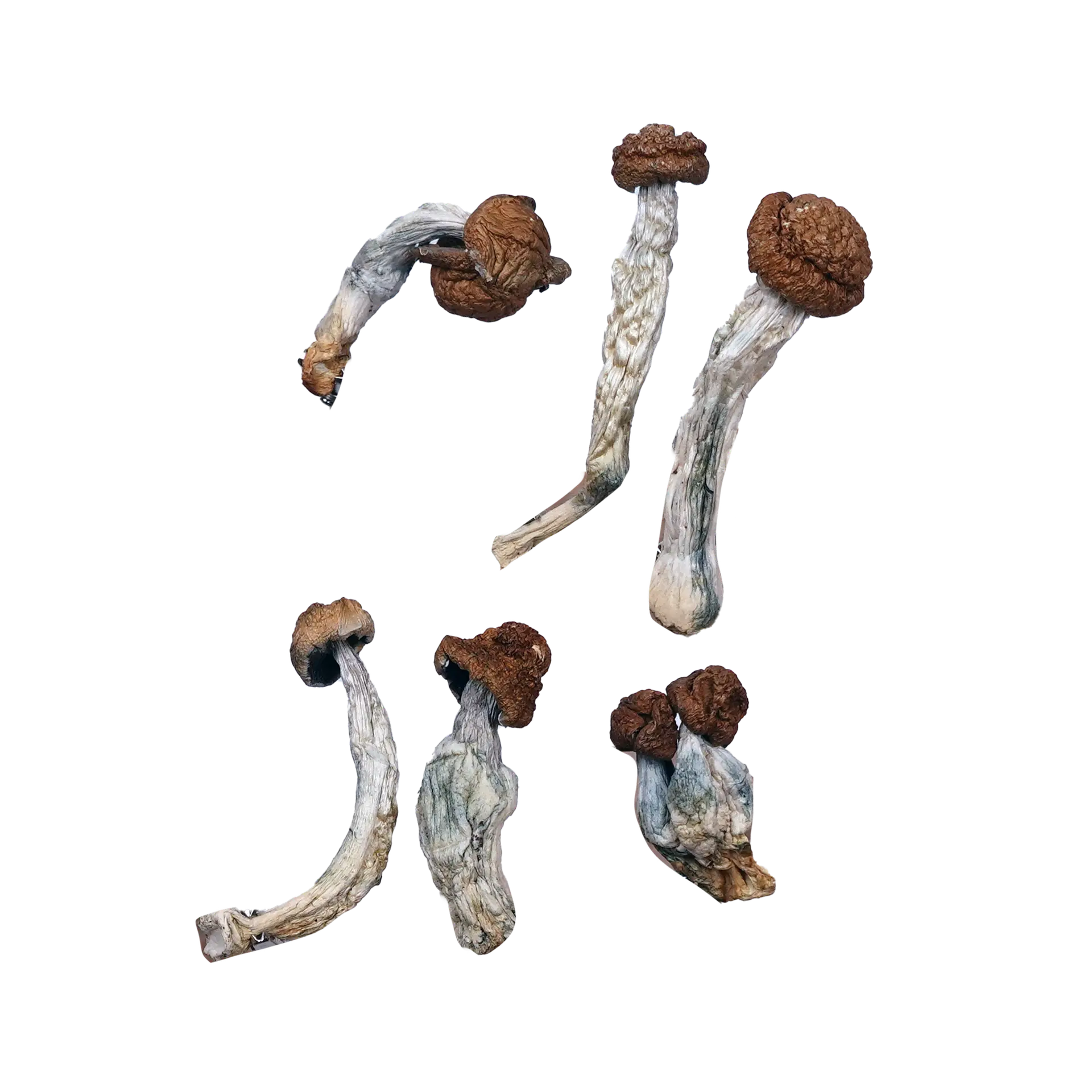 Trinity Magic Mushrooms, gummies in canada, psilocybin mushroom gummies, where to buy Cocaine in canada, magic mushroom in canada online