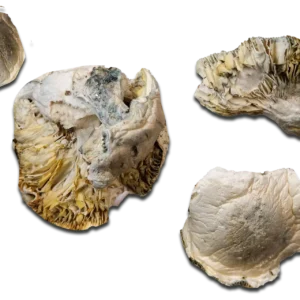 White Rabbit Magic Mushrooms