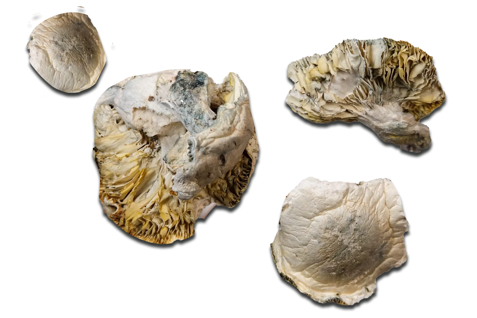 White Rabbit Magic Mushrooms