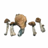 Yeti Magic Mushrooms