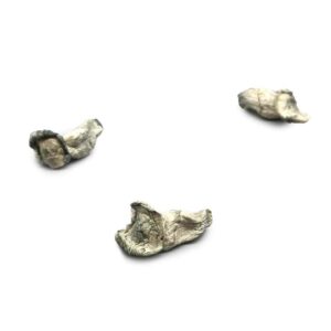 Jack Frost Magic Mushroom