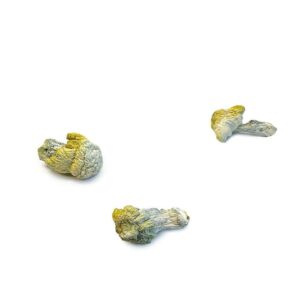 Nutcracker Magic Mushrooms