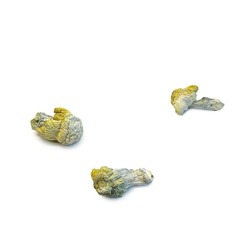 Nutcracker Magic Mushrooms