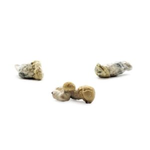 Scoupe Volante Magic Mushrooms 